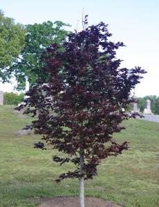 North Burial Ground Beech Tree 2006