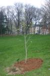 2007 RI Arbor Day Tree - from the last Liberty Tree