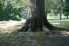 Wilcox Park Tree, Westerly RI - August 2008