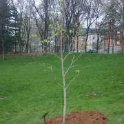 2007 RI Arbor Day Tree - from the last Liberty Tree