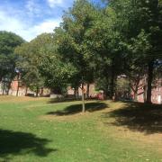 Tulip Poplar Liberty Tree at Roger Williams National Memorial, August 23, 2017