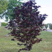 North Burial Ground Beech Tree 2006