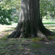 Wilcox Park Tree, Westerly RI - August 2008